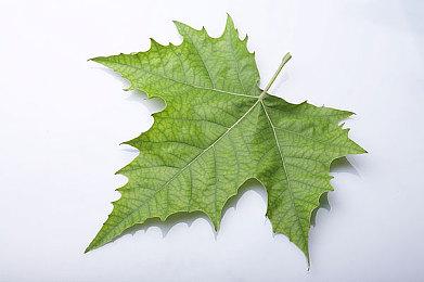 《小小诺娅：乐园继承者》官方宣布 游戏销量突破10万份